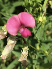 Lathyrus