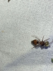 Pseudomethoca praeclara