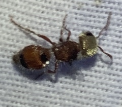 Pseudomethoca praeclara