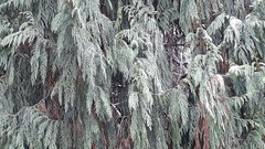 Cupressus pendula