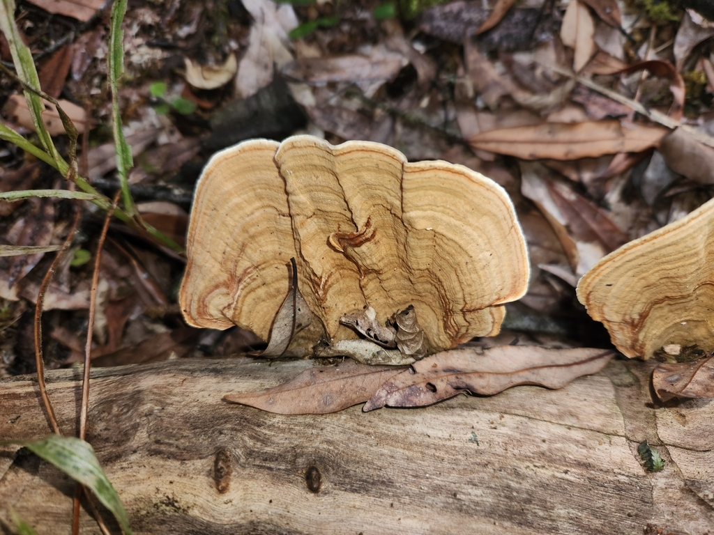 Stereum ostrea · February 2025 · photo: © naomipw (iNaturalist, cc-by)