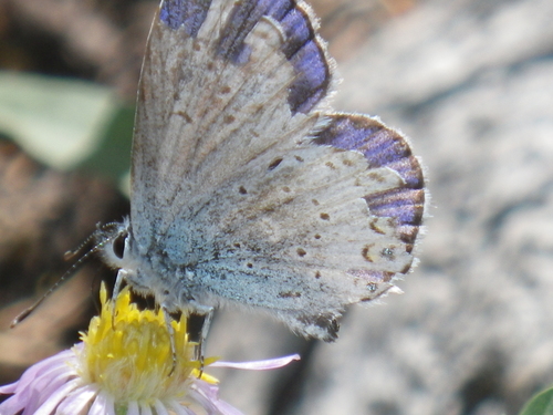 Anna's Blue photo 4