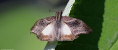 Theagenes aegides