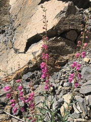 Penstemon floridus floridus