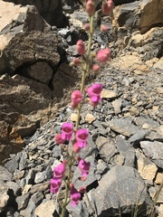 Penstemon floridus floridus