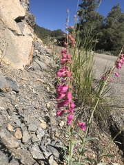 Penstemon floridus floridus