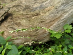 Diarrhena obovata
