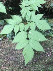 Aruncus dioicus