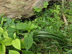 Diarrhena obovata