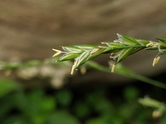 Diarrhena obovata