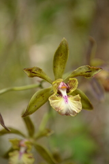 Encyclia altissima