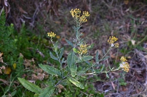 Image of Senecio odoratus by (c) jraus, some rights reserved (CC BY-SA)