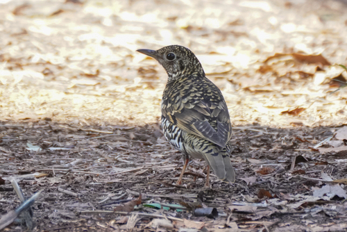Zorzal dorado (Zoothera aurea)