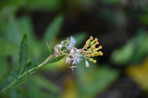 Image of Senecio odoratus by (c) jraus, some rights reserved (CC BY-SA)