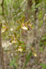 Encyclia altissima
