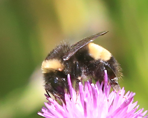 Yellow-banded Bumble Bee
