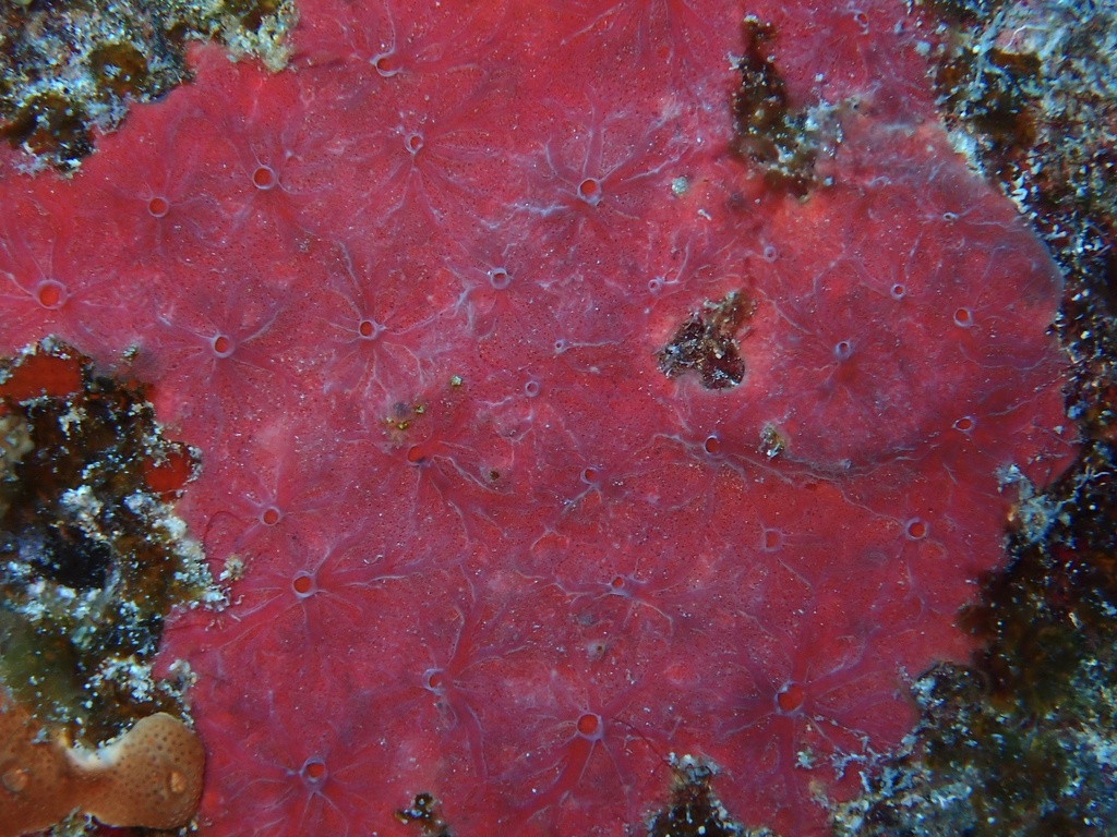 Clathria opalina