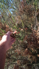 Erica densifolia
