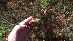 Erica densifolia