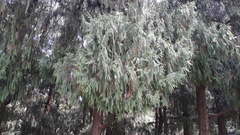 Cupressus pendula
