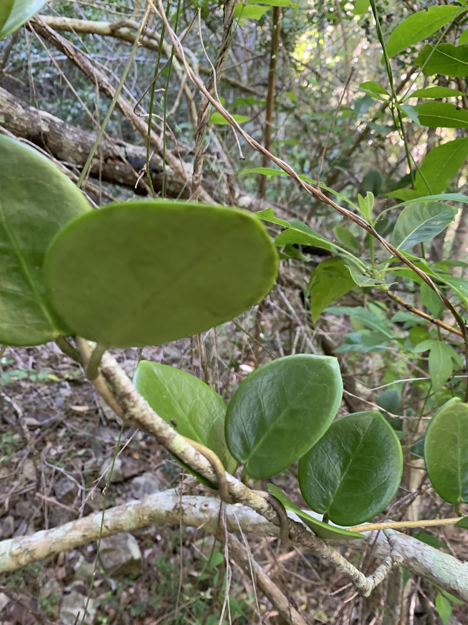 Imagem de Flor-de-cera