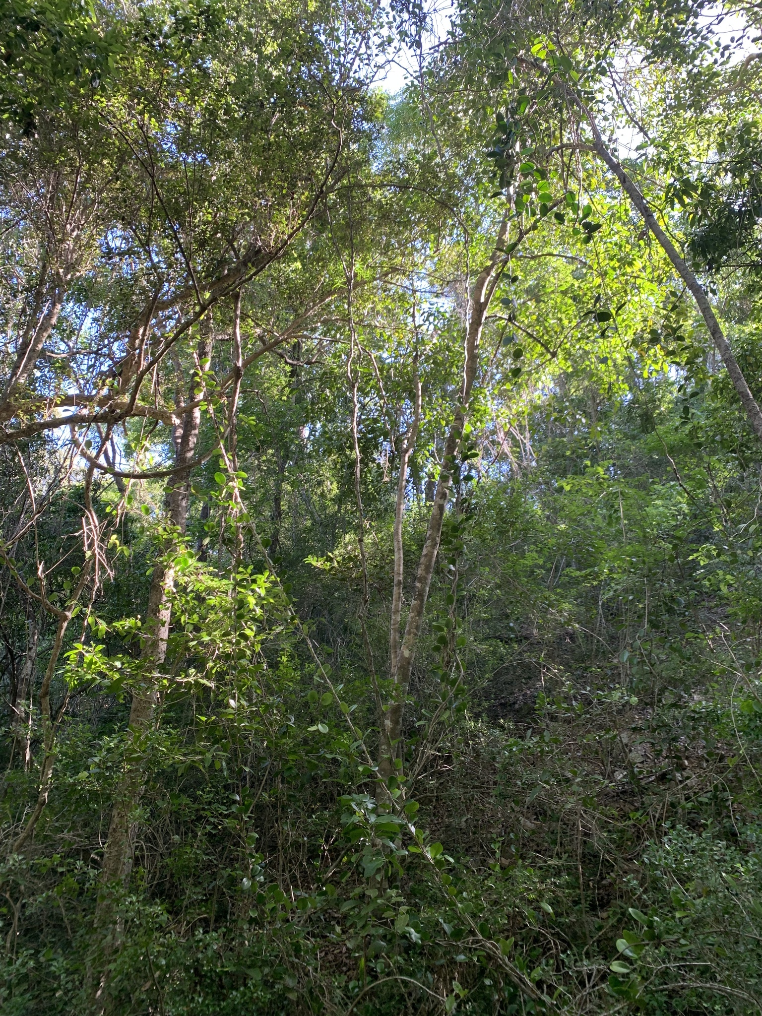 Imagem de Flor-de-cera