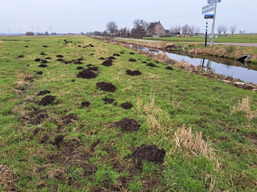 European Mole, 2935 LC Ouderkerk aan den IJssel, Nederland, photo 10 of 10