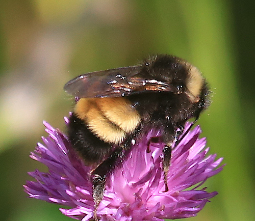 Yellow-banded Bumble Bee