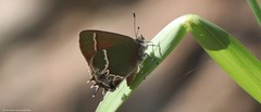 Callophrys xami