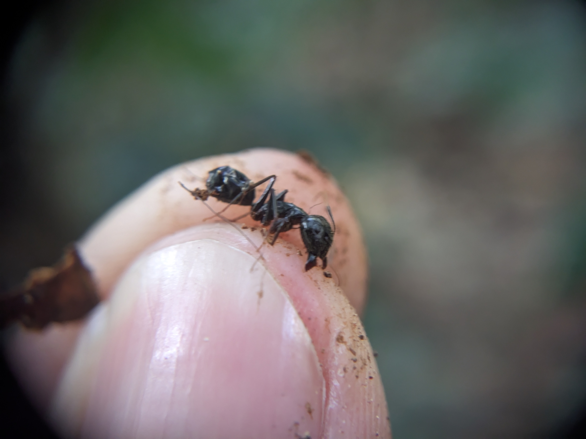 Camponotus sholensis