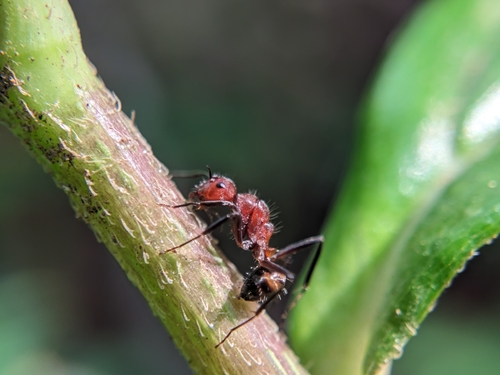 Camponotus variusCamponotus varius