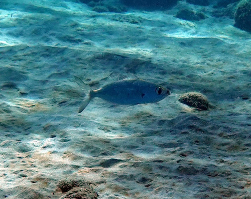 Bigeye mojarra (Eucinostomus havana) — Gerreidae — 5