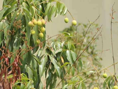Litchi chinensis