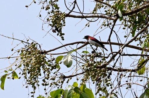 Violet-backed Starling