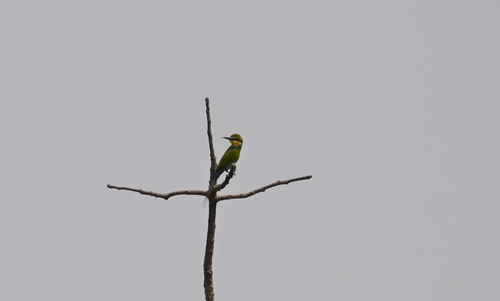 Swallow-tailed Bee-eater