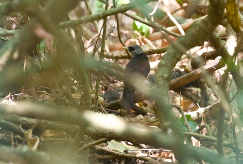 Capuchin Babbler