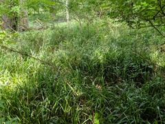 Diarrhena obovata