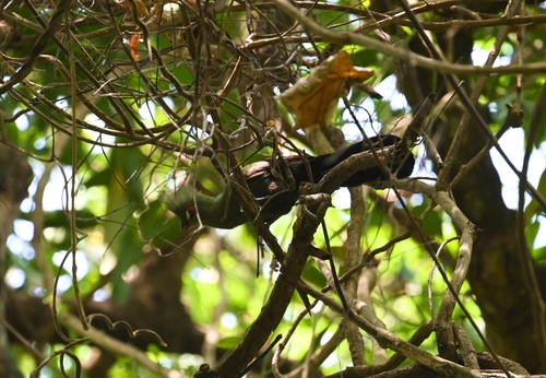 Guinea Turaco