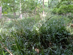 Diarrhena obovata