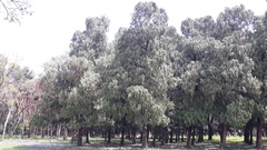 Cupressus pendula