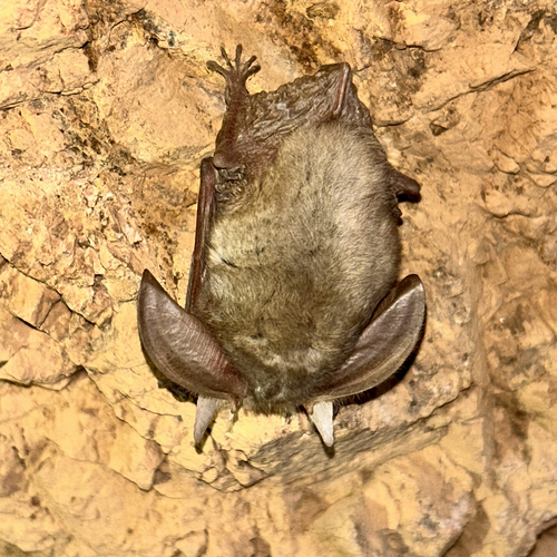 Strelkov’s Long-eared Bat