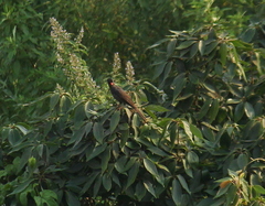 Hypsipetes ganeesa