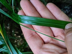 Diarrhena obovata