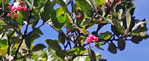 Vaccinium symplocifolium observed 2025-02-14