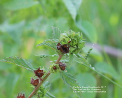Malvastrum bicuspidatum