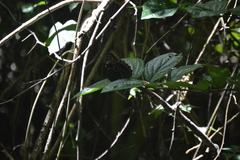 Morpho helenor montezuma