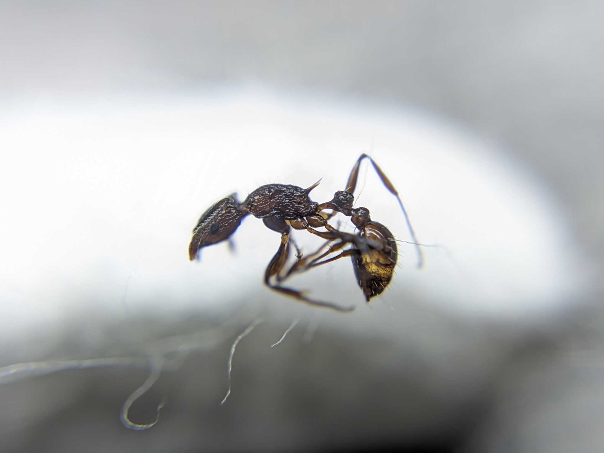 Tetramorium keralense