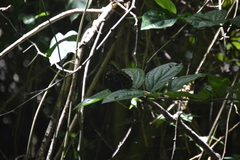 Morpho helenor montezuma