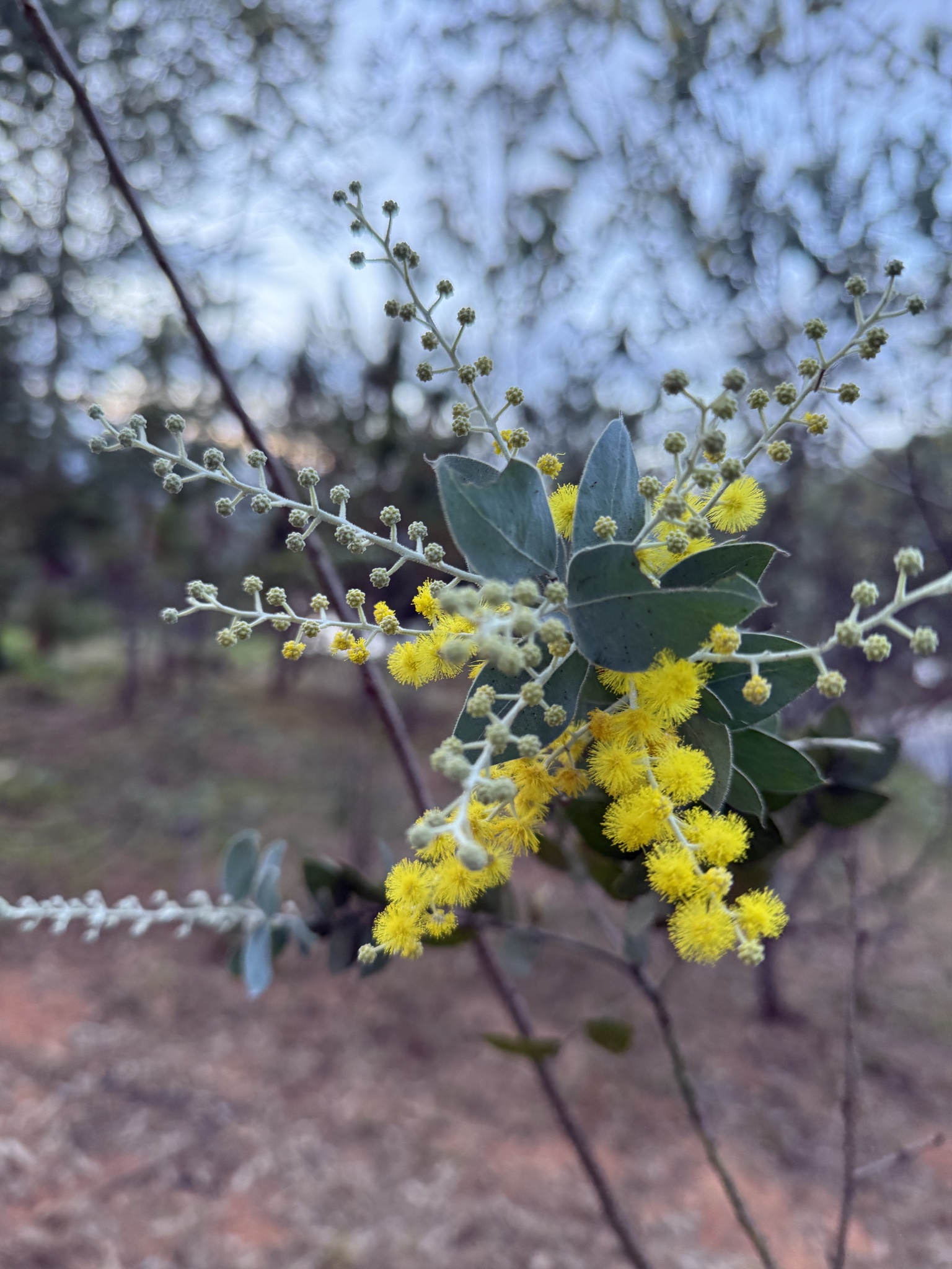 Acacia podalyriifolia — ảnh 3