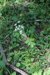 Heracleum chorodanum